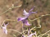 Delphinium barbatum