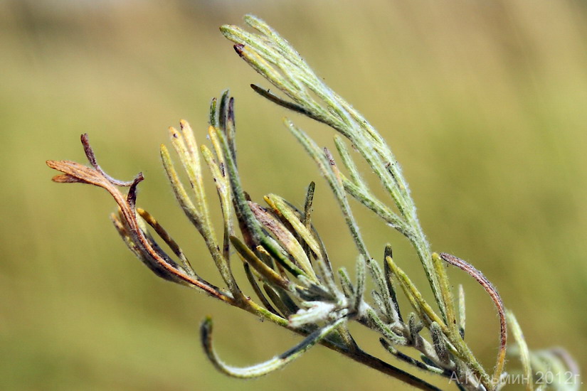 Изображение особи Artemisia austriaca.