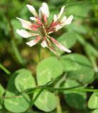 Trifolium repens