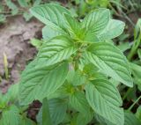 Mentha arvensis