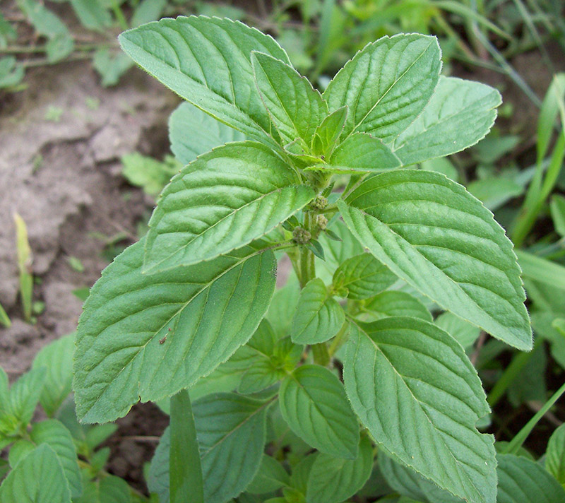 Image of Mentha arvensis specimen.