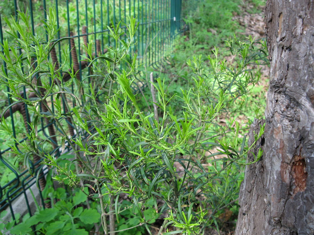 Image of Euonymus nanus specimen.