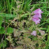 Phtheirospermum chinense. Верхушки цветущих растений. Приморский край, Шкотовский р-н, окр. с. Новонежино. 08.09.2012.