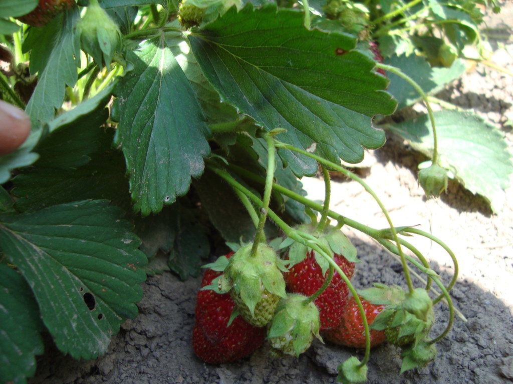 Image of Fragaria &times; ananassa specimen.