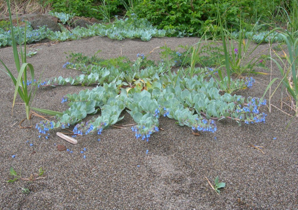 Image of Mertensia maritima specimen.
