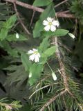 Cerastium davuricum