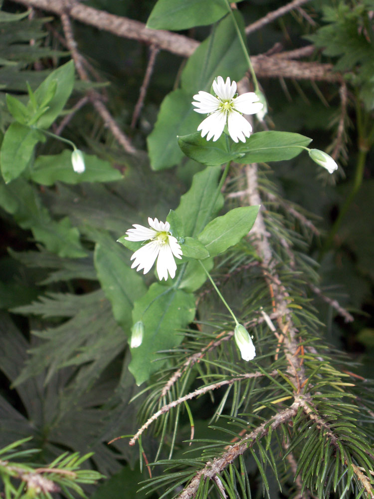 Изображение особи Cerastium davuricum.