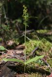 Listera ovata. Цветущее растение (высота - 25 см, соцветия - 8 см). Тверская область, Вышневолоцкий р-н, памятник природы ”Орхидная горка”, Сосняк сложный. 28.06.2011.