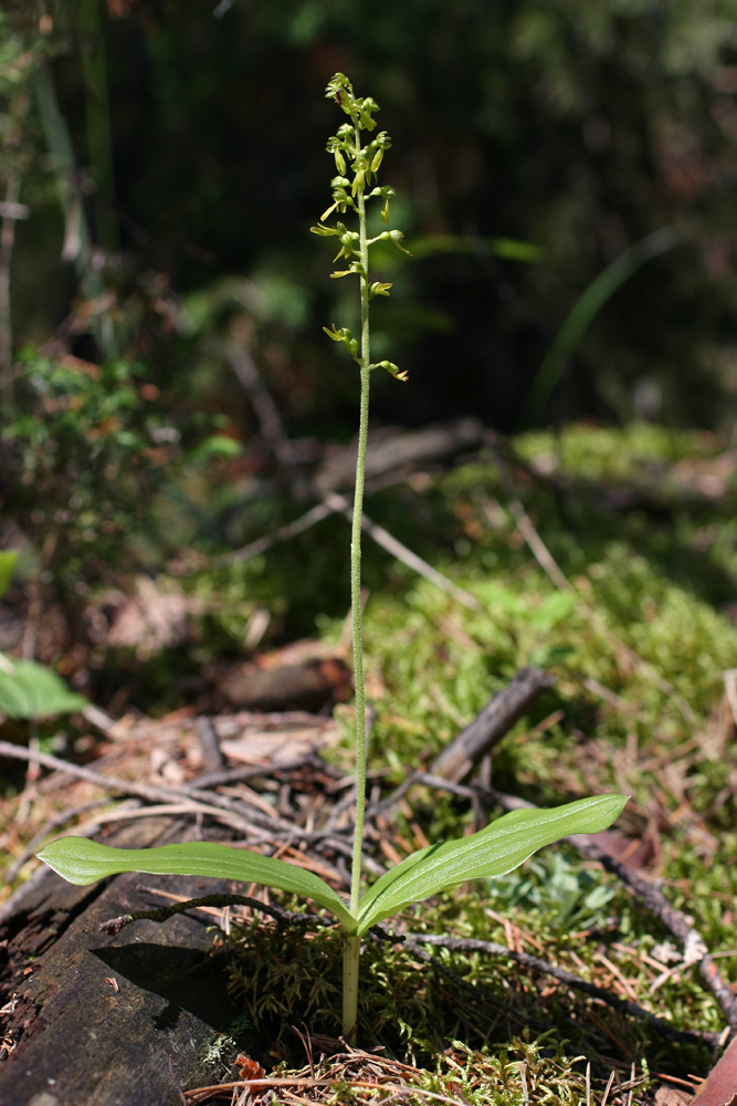 Image of Listera ovata specimen.