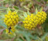 Bupleurum thianschanicum