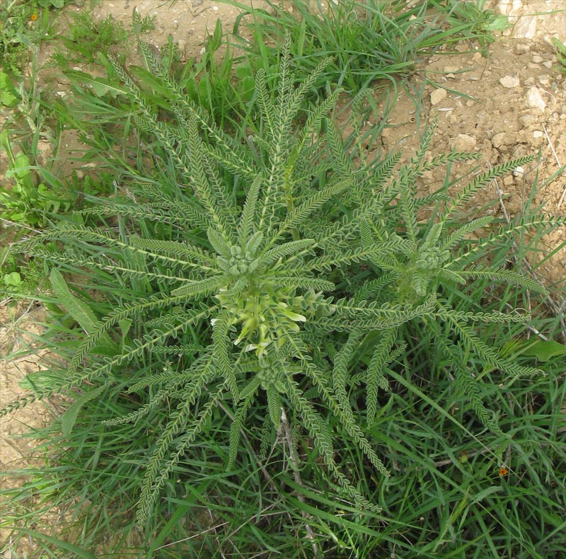 Image of Astragalus aleppicus specimen.