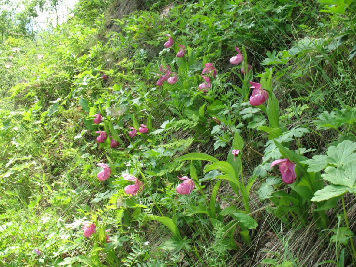 Изображение особи Cypripedium macranthos.