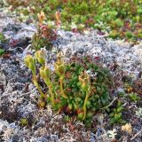 Diapensia lapponica