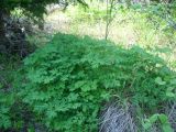Corydalis multiflora