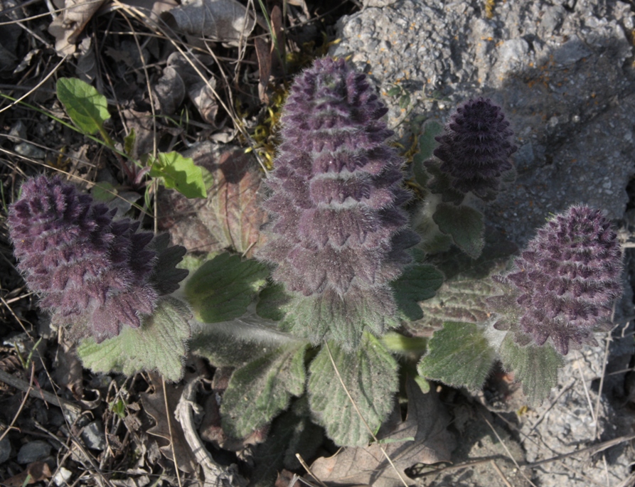 Изображение особи Ajuga orientalis.