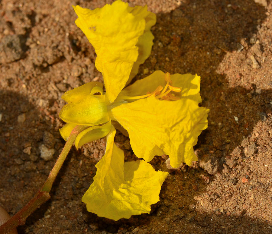 Изображение особи Peltophorum dubium.