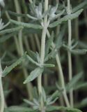 Teucrium capitatum