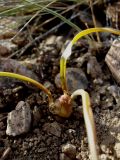 Colchicum zangezurum