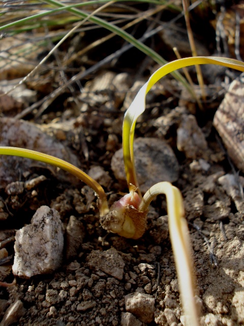 Изображение особи Colchicum zangezurum.