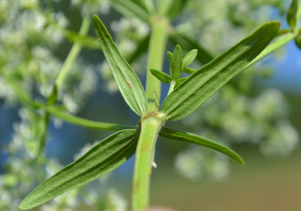 Image of Galium boreale specimen.