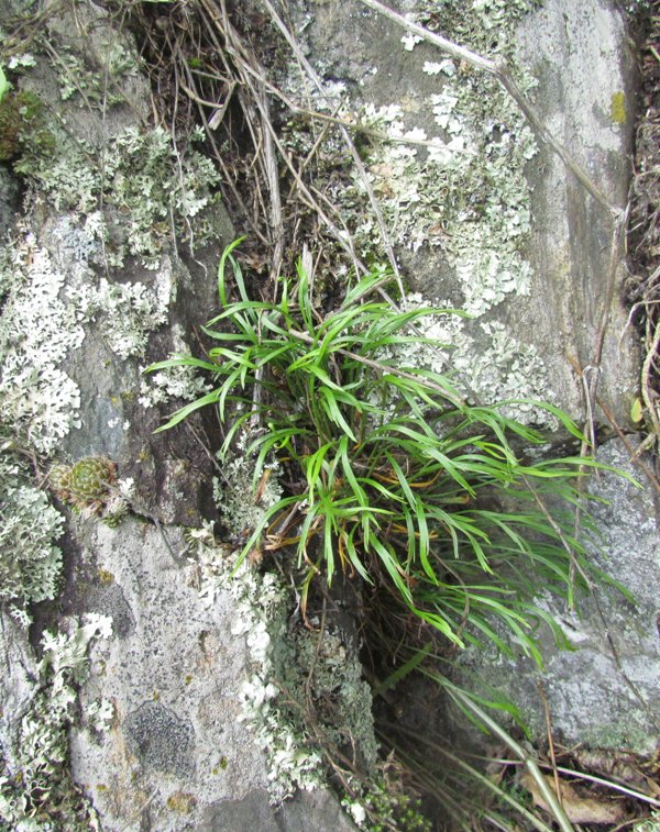 Изображение особи Asplenium septentrionale.