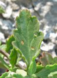 Scrophularia rupestris