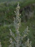 Artemisia absinthium