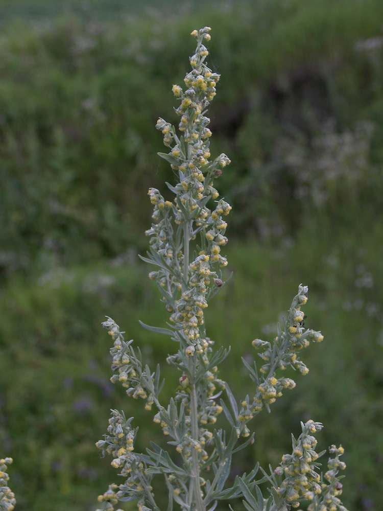 Image of Artemisia absinthium specimen.