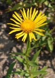 Inula salicina. Соцветие. Украина, г. Запорожье, район оз. Кушугум. 20.07.2013.