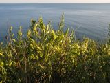 Jasminum fruticans. Верхушки плодоносящих растений. Краснодарский край, м.о. город-курорт Анапа, окр. пос. М. Утриш, прибрежная гора, обрывисто-осыпной береговой склон. 28.07.2013.