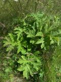 Heracleum asperum