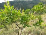 Rhus coriaria