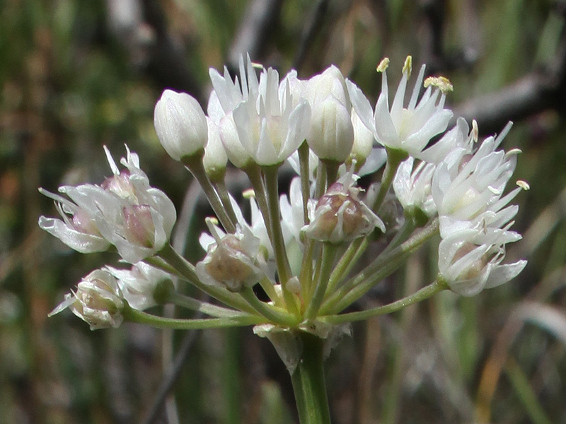 Image of Allium denudatum specimen.
