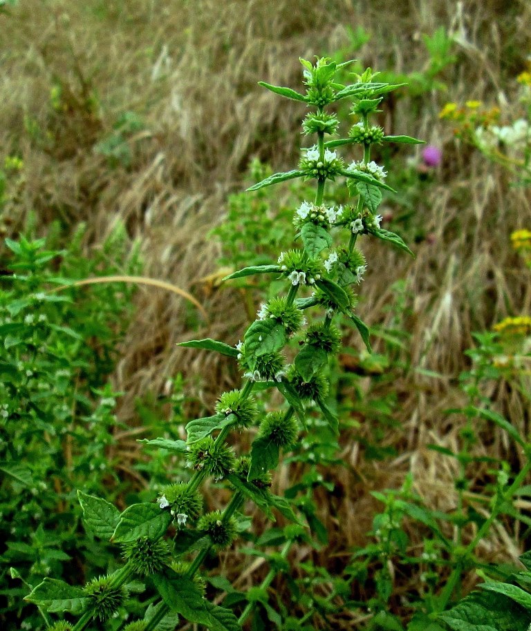 Изображение особи Lycopus europaeus.