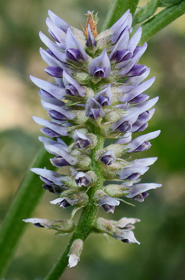 Image of Glycyrrhiza echinata specimen.