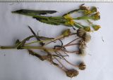 Senecio racemosus