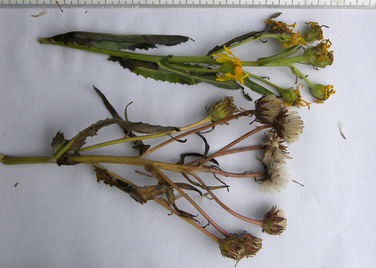 Image of Senecio racemosus specimen.