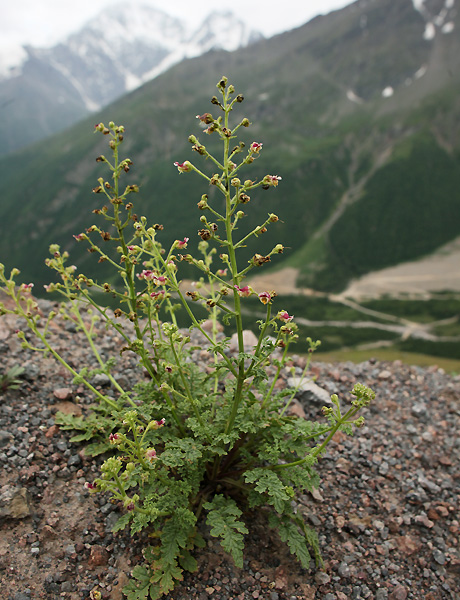 Изображение особи Scrophularia olympica.