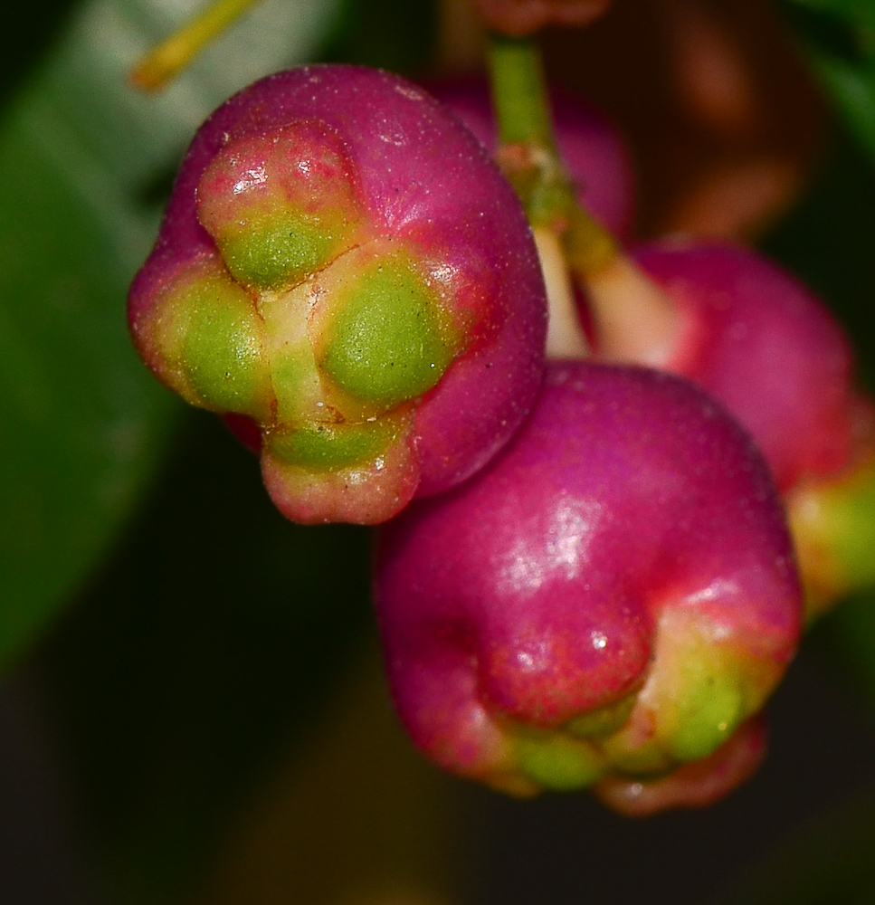 Image of Syzygium australe specimen.