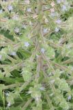 Echium biebersteinii. Часть соцветия. Черноморское побережье Кавказа, Новороссийск, окрестности Суджукской лагуны, травостой с доминированием сорных видов. 5 июня 2013 г.