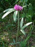 Trifolium alpestre