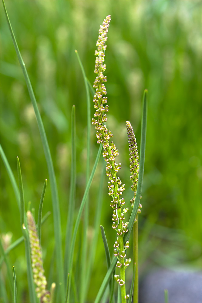 Image of Triglochin maritima specimen.