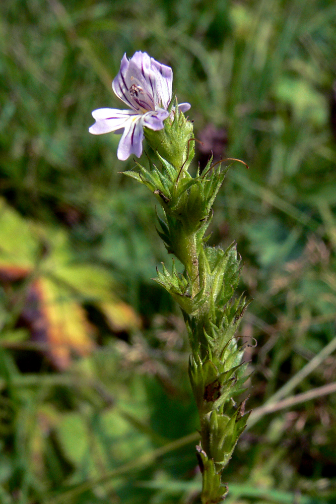 Изображение особи Euphrasia brevipila.