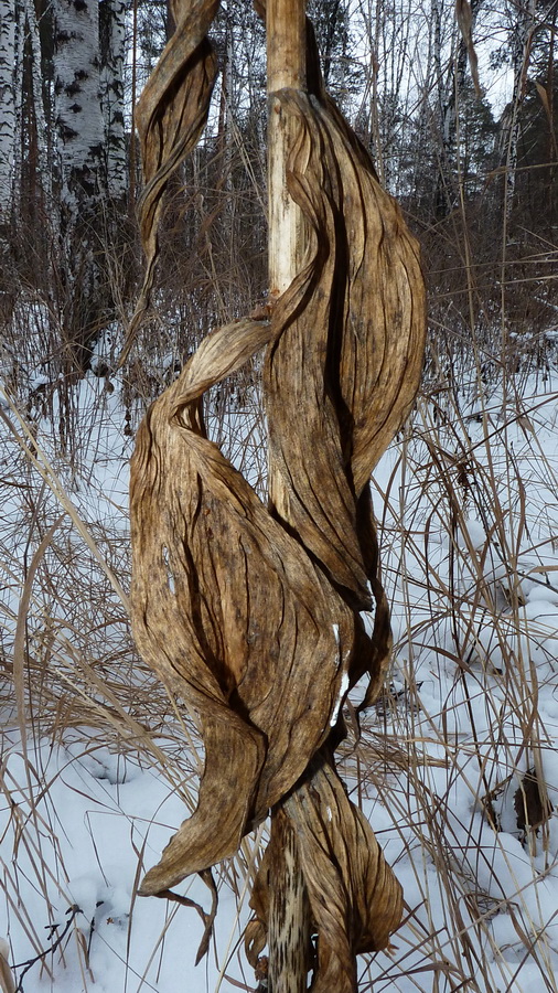 Image of Veratrum lobelianum specimen.