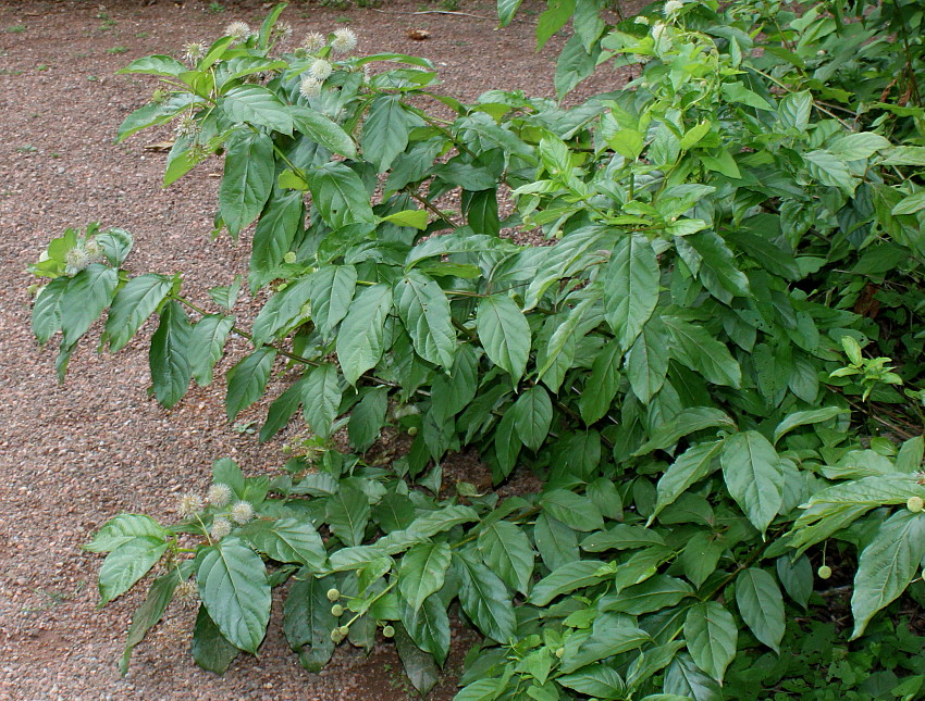 Image of Cephalanthus occidentalis specimen.