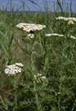 Achillea nobilis. Верхушки цветущих растений. Ростовская обл., Мясниковский р-н, окр. с/п Недвиговка, балка Каменная, верхушка склона. 09.06.2013.