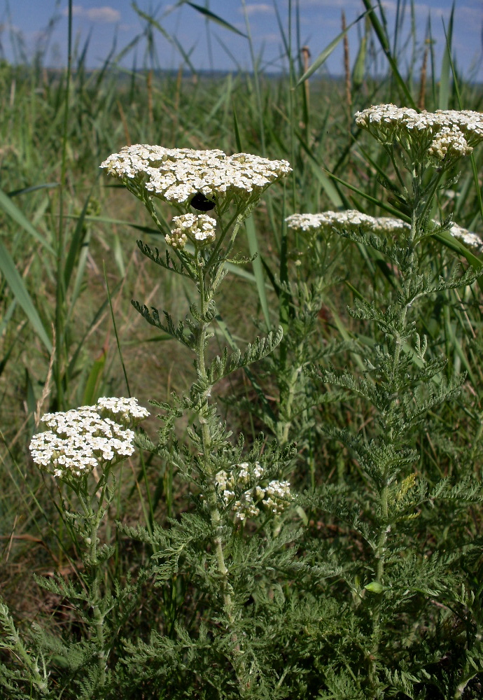 Изображение особи Achillea nobilis.