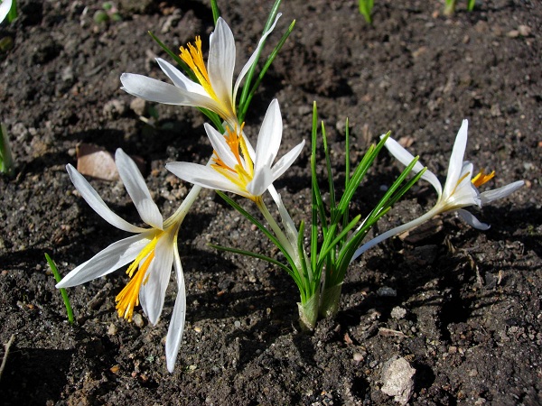 Изображение особи Crocus malyi.