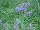 Borago officinalis