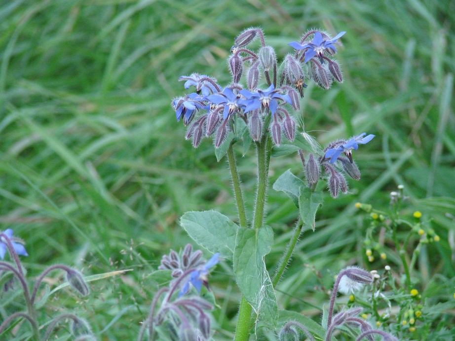 Изображение особи Borago officinalis.